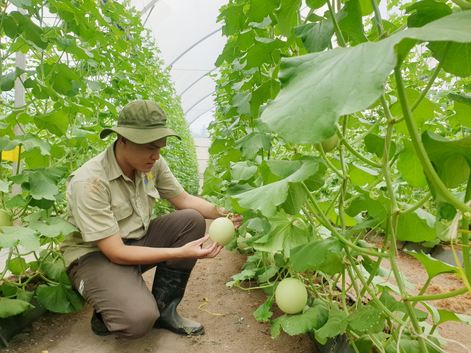 Hàn Quốc tài trợ cho Việt Nam xây dựng một trang trại thông minh